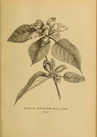Reproducción/Reproduction 45938164665: A guide to the wild flowers.. New York,F. A. Stokes[1899]. 