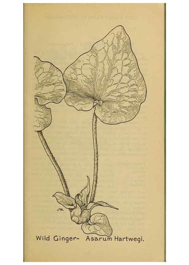 Reproducción/Reproduction 46800741402: Field book of western wild flowers /. New York :Putnam,1915.. 