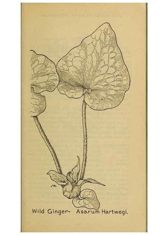 Reproducción/Reproduction 46800741402: Field book of western wild flowers /. New York :Putnam,1915.. 