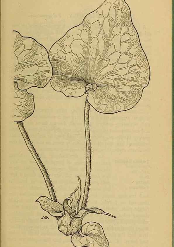 Reproducción/Reproduction 46800741402: Field book of western wild flowers /. New York :Putnam,1915.. 