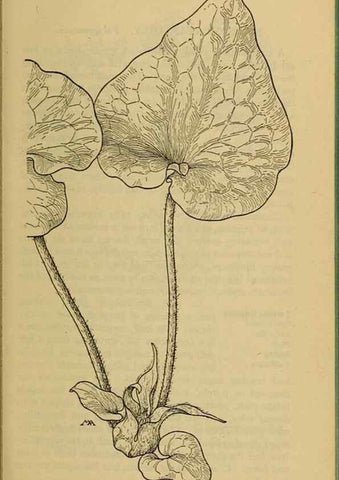 Reproducción/Reproduction 46800741402: Field book of western wild flowers /. New York :Putnam,1915.. 