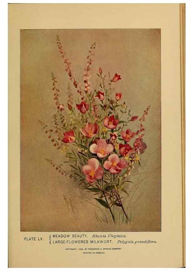 Reproducción/Reproduction 46127715444: A guide to the wild flowers.. New York,F. A. Stokes[1899]. 