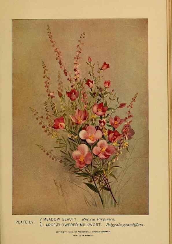 Reproducción/Reproduction 46127715444: A guide to the wild flowers.. New York,F. A. Stokes[1899]. 