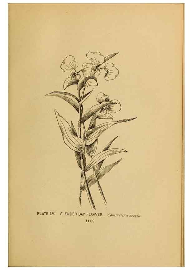Reproducción/Reproduction 46800730842: A guide to the wild flowers.. New York,F. A. Stokes[1899]. 