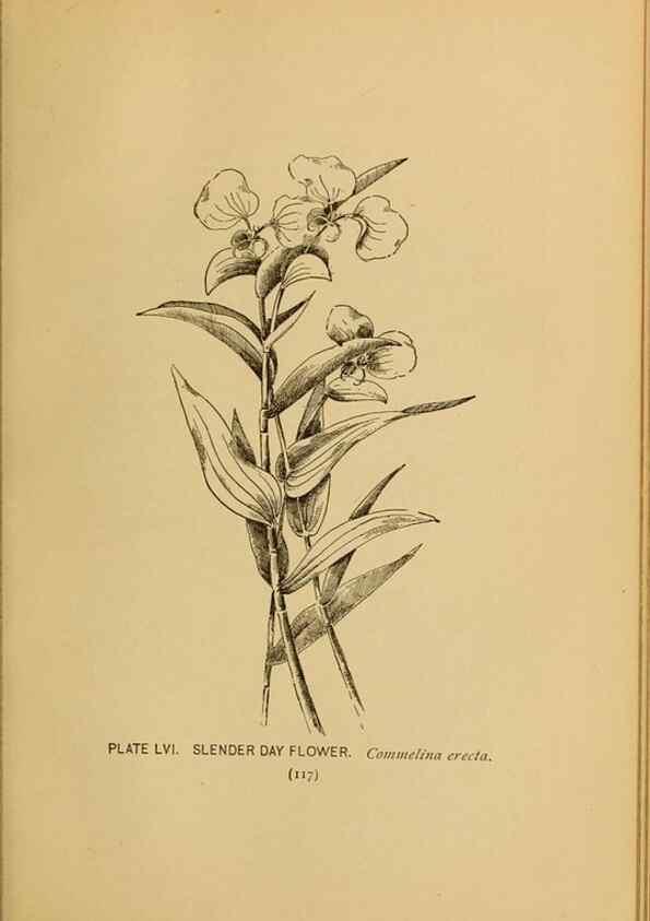Reproducción/Reproduction 46800730842: A guide to the wild flowers.. New York,F. A. Stokes[1899]. 