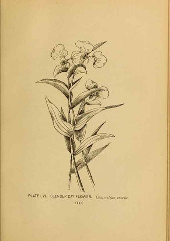 Reproducción/Reproduction 46800730842: A guide to the wild flowers.. New York,F. A. Stokes[1899]. 