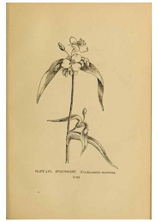 Reproducción/Reproduction 31911481707: A guide to the wild flowers.. New York,F. A. Stokes[1899]. 