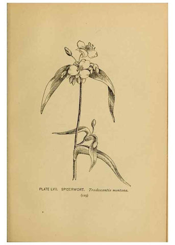 Reproducción/Reproduction 31911481707: A guide to the wild flowers.. New York,F. A. Stokes[1899]. 