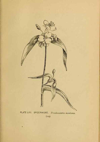 Reproducción/Reproduction 31911481707: A guide to the wild flowers.. New York,F. A. Stokes[1899]. 