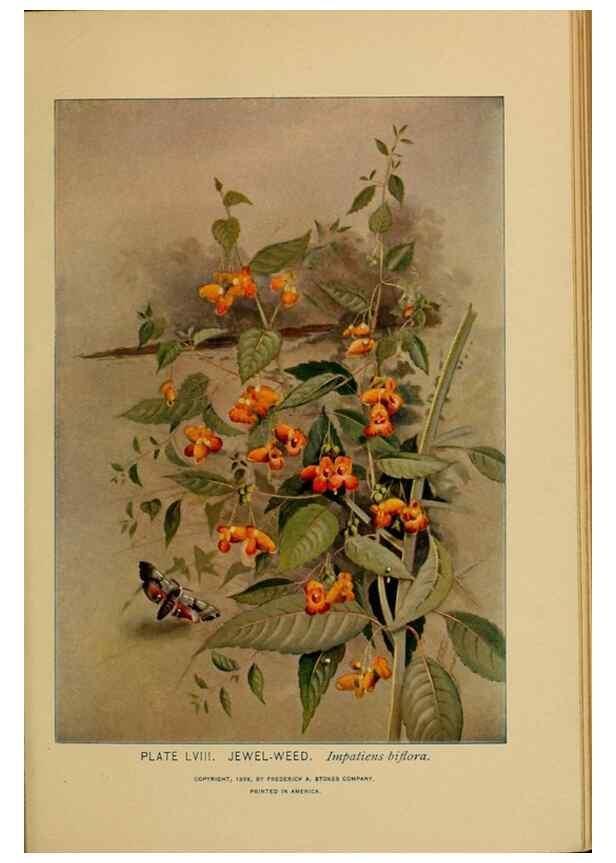 Reproducción/Reproduction 45938168655: A guide to the wild flowers.. New York,F. A. Stokes[1899]. 