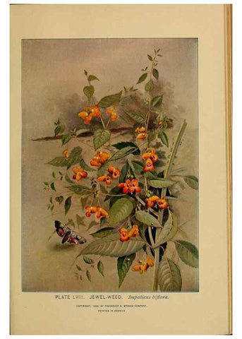 Reproducción/Reproduction 45938168655: A guide to the wild flowers.. New York,F. A. Stokes[1899]. 