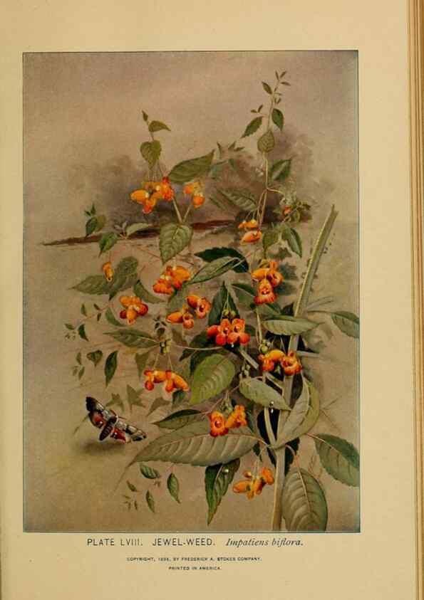 Reproducción/Reproduction 45938168655: A guide to the wild flowers.. New York,F. A. Stokes[1899]. 