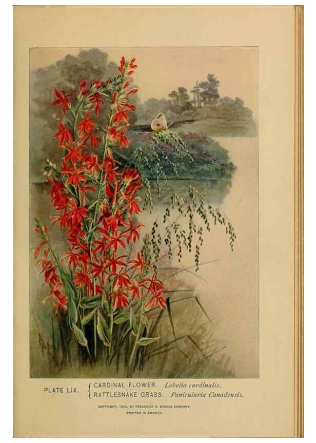 Reproducción/Reproduction 46127717694: A guide to the wild flowers.. New York,F. A. Stokes[1899]. 