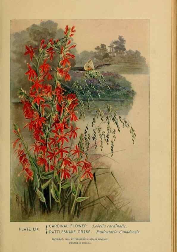 Reproducción/Reproduction 46127717694: A guide to the wild flowers.. New York,F. A. Stokes[1899]. 