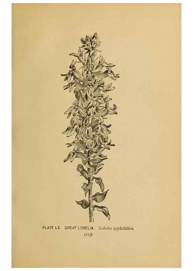 Reproducción/Reproduction 32977409148: A guide to the wild flowers.. New York,F. A. Stokes[1899]. 
