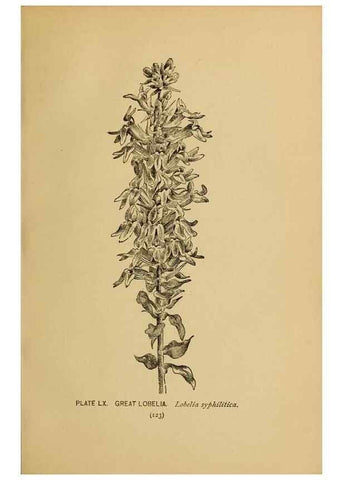 Reproducción/Reproduction 32977409148: A guide to the wild flowers.. New York,F. A. Stokes[1899]. 