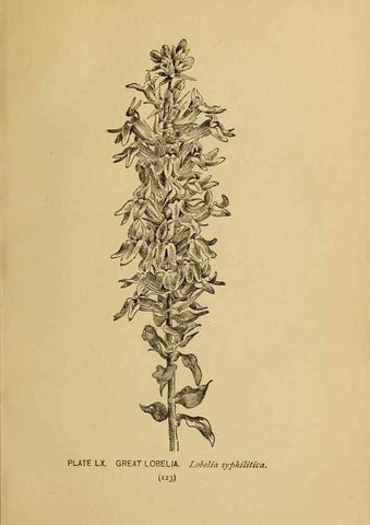 Reproducción/Reproduction 32977409148: A guide to the wild flowers.. New York,F. A. Stokes[1899]. 