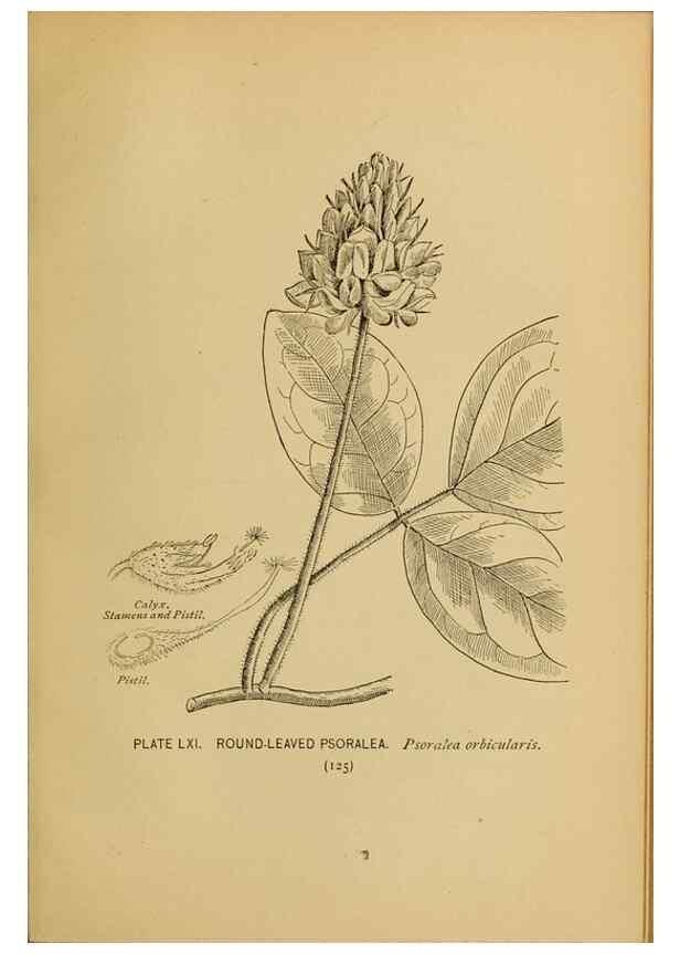 Reproducción/Reproduction 39887859973: A guide to the wild flowers.. New York,F. A. Stokes[1899]. 