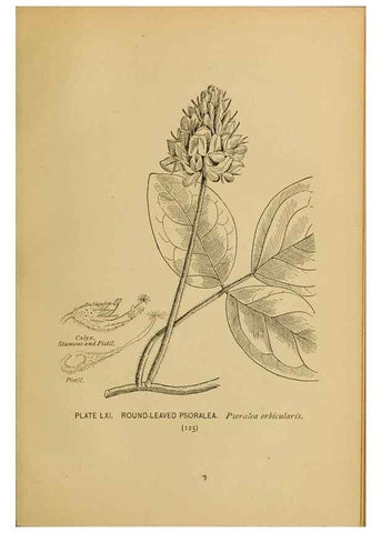 Reproducción/Reproduction 39887859973: A guide to the wild flowers.. New York,F. A. Stokes[1899]. 
