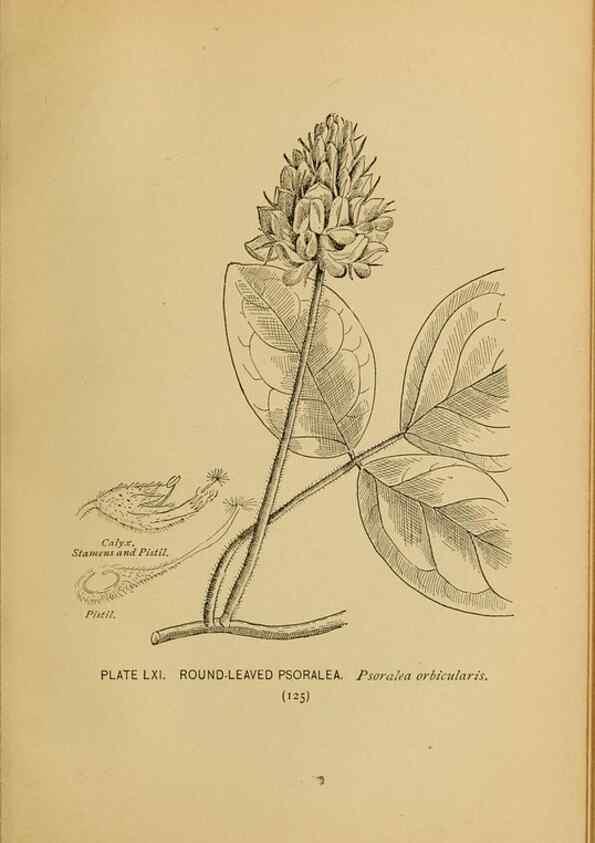 Reproducción/Reproduction 39887859973: A guide to the wild flowers.. New York,F. A. Stokes[1899]. 