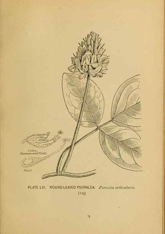 Reproducción/Reproduction 39887859973: A guide to the wild flowers.. New York,F. A. Stokes[1899]. 