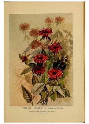Reproducción/Reproduction 45938171575: A guide to the wild flowers.. New York,F. A. Stokes[1899]. 