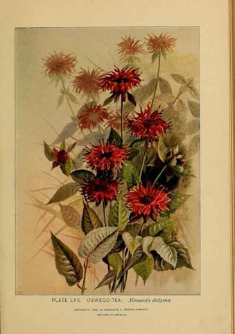 Reproducción/Reproduction 45938171575: A guide to the wild flowers.. New York,F. A. Stokes[1899]. 