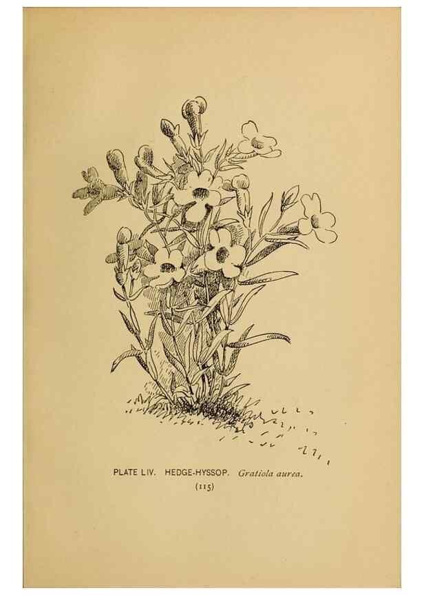 Reproducción/Reproduction 39887852763: A guide to the wild flowers.. New York,F. A. Stokes[1899]. 
