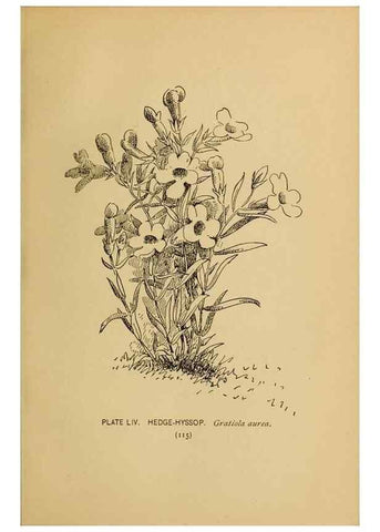 Reproducción/Reproduction 39887852763: A guide to the wild flowers.. New York,F. A. Stokes[1899]. 