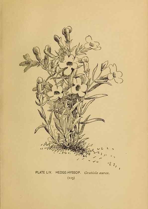 Reproducción/Reproduction 39887852763: A guide to the wild flowers.. New York,F. A. Stokes[1899]. 