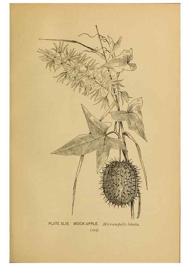 Reproducción/Reproduction 46852766831: A guide to the wild flowers.. New York,F. A. Stokes[1899]. 