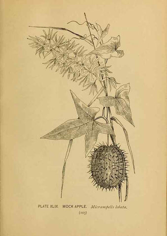 Reproducción/Reproduction 46852766831: A guide to the wild flowers.. New York,F. A. Stokes[1899]. 