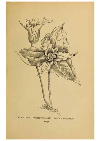 Reproducción/Reproduction 46852780961: A guide to the wild flowers.. New York,F. A. Stokes[1899]. 