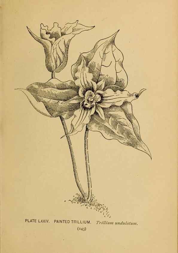 Reproducción/Reproduction 46852780961: A guide to the wild flowers.. New York,F. A. Stokes[1899]. 