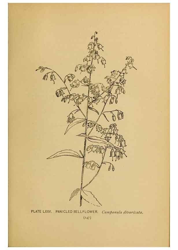 Reproducción/Reproduction 45938179855: A guide to the wild flowers.. New York,F. A. Stokes[1899]. 
