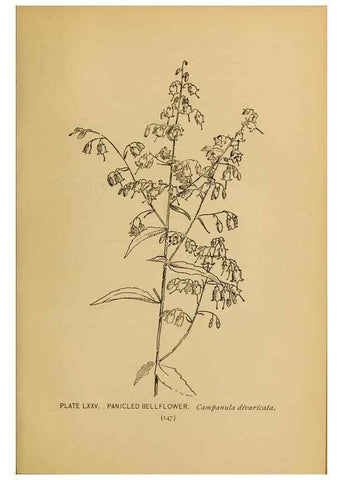 Reproducción/Reproduction 45938179855: A guide to the wild flowers.. New York,F. A. Stokes[1899]. 