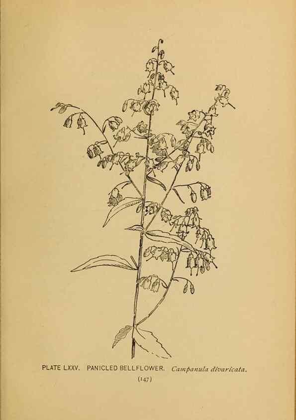 Reproducción/Reproduction 45938179855: A guide to the wild flowers.. New York,F. A. Stokes[1899]. 