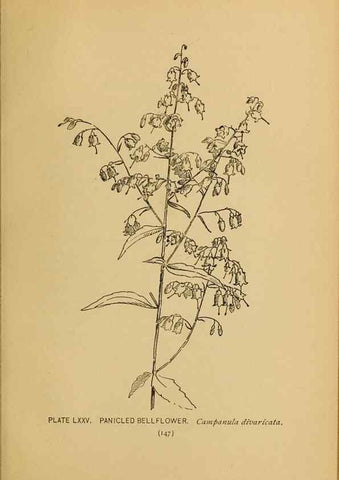 Reproducción/Reproduction 45938179855: A guide to the wild flowers.. New York,F. A. Stokes[1899]. 