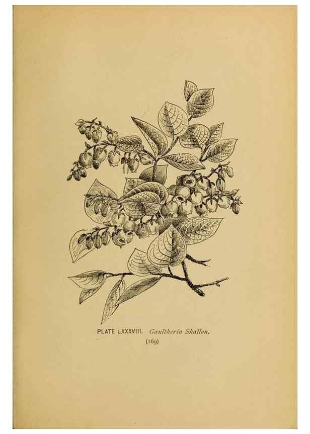 Reproducción/Reproduction 46800751832: A guide to the wild flowers.. New York,F. A. Stokes[1899]. 