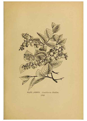 Reproducción/Reproduction 46800751832: A guide to the wild flowers.. New York,F. A. Stokes[1899]. 