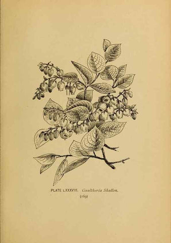 Reproducción/Reproduction 46800751832: A guide to the wild flowers.. New York,F. A. Stokes[1899]. 