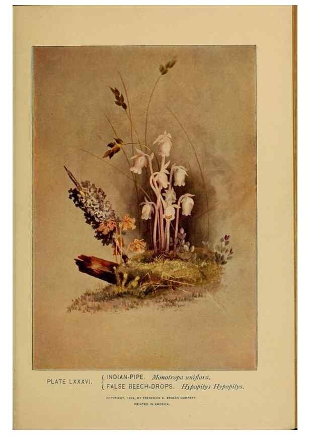 Reproducción/Reproduction 39887887903: A guide to the wild flowers.. New York,F. A. Stokes[1899]. 