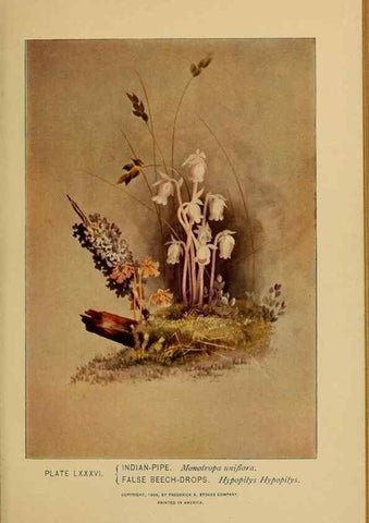 Reproducción/Reproduction 39887887903: A guide to the wild flowers.. New York,F. A. Stokes[1899]. 