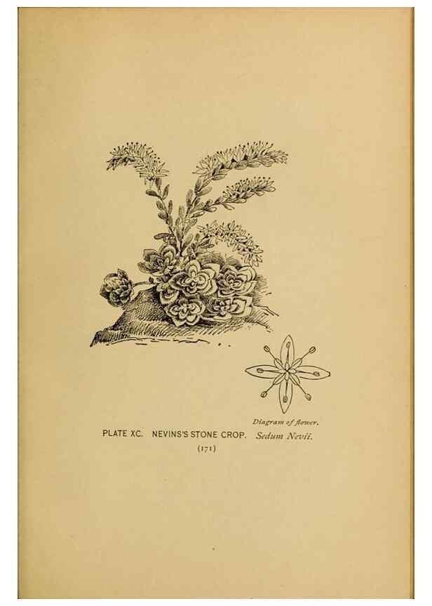 Reproducción/Reproduction 32977422528: A guide to the wild flowers.. New York,F. A. Stokes[1899]. 