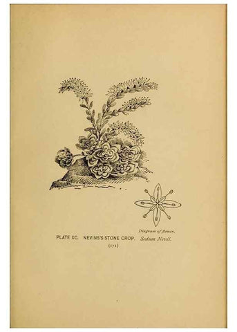 Reproducción/Reproduction 32977422528: A guide to the wild flowers.. New York,F. A. Stokes[1899]. 