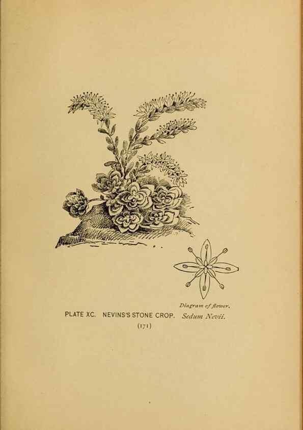 Reproducción/Reproduction 32977422528: A guide to the wild flowers.. New York,F. A. Stokes[1899]. 