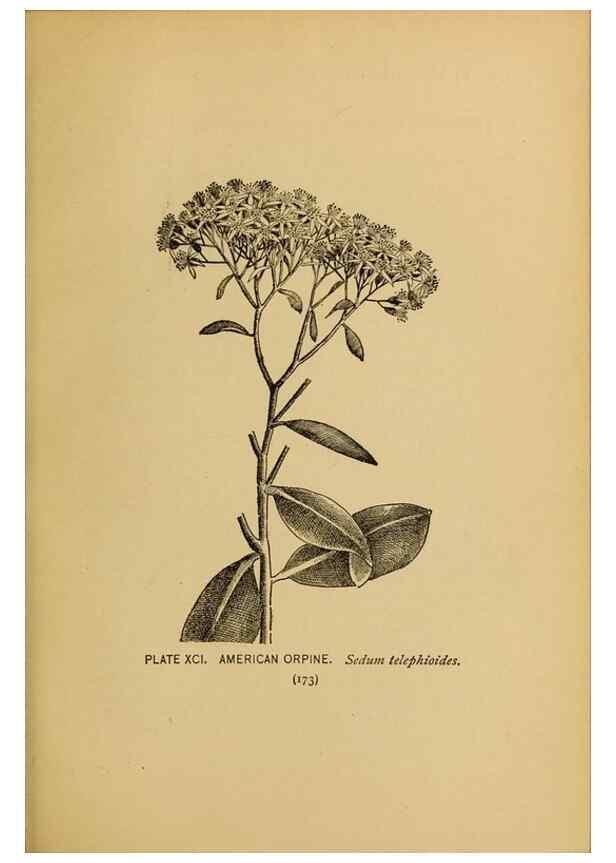 Reproducción/Reproduction 39887890293: A guide to the wild flowers.. New York,F. A. Stokes[1899]. 