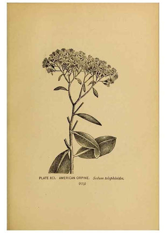 Reproducción/Reproduction 39887890293: A guide to the wild flowers.. New York,F. A. Stokes[1899]. 