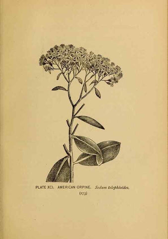 Reproducción/Reproduction 39887890293: A guide to the wild flowers.. New York,F. A. Stokes[1899]. 