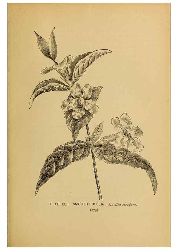 Reproducción/Reproduction 39887891363: A guide to the wild flowers.. New York,F. A. Stokes[1899]. 